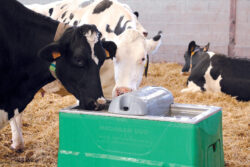 2430 michigan duo holstein