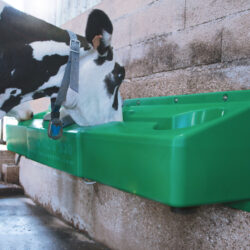 2490 situ holsteins